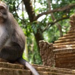 bali monkey-forest-