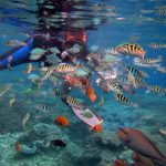 snorkeling lembongan snorkeling lembongan