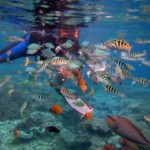 snorkeling lembongan snorkeling lembongan