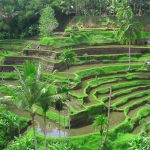 Tegalalang-Rice-Terrace-2