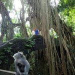 bali day tour with driver