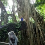 bali day tour with driver